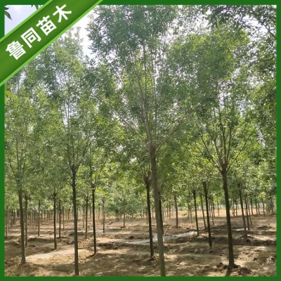 白蜡基地