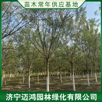速生国槐