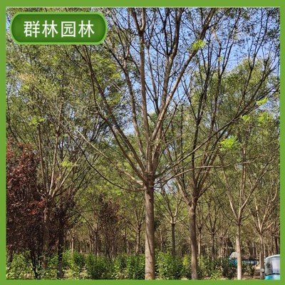 15公分国槐