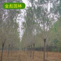 16公分白蜡