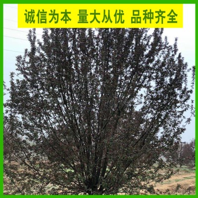 12公分绚丽海棠