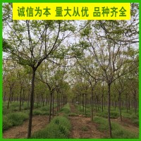 12公分北栾树