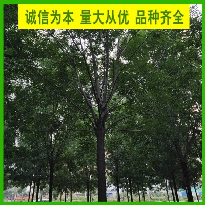 20公分白蜡