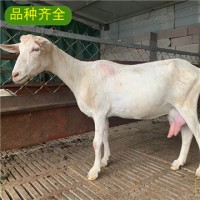 萨能奶山羊