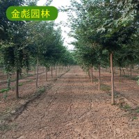 12公分元宝枫